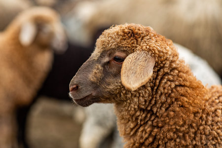 Sheep on the farm. Selective focus with shallow depth of field.の写真素材