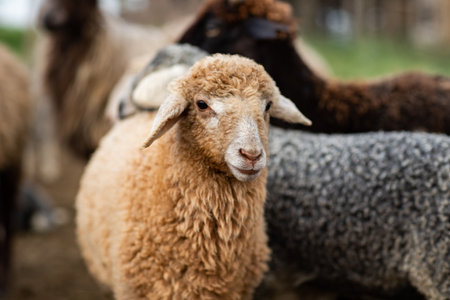 Sheep in the farm. Selective focus. Shallow depth of fieldの写真素材