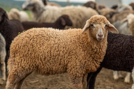 Sheep in the farm, close-up of sheeps.の写真素材
