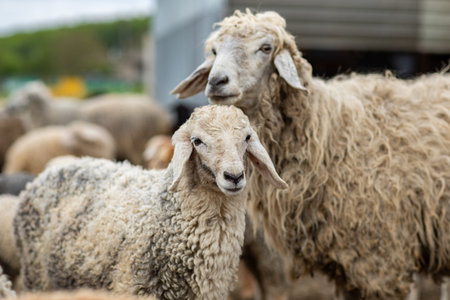 Sheep in the farm. Selective focus with shallow depth of field