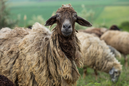 Sheep in the meadow, close-up of a sheepの写真素材