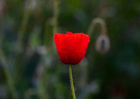 poppy flower in the garden, shallow depth of field with selective focusの写真素材