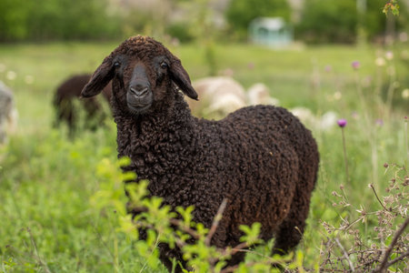 Black sheep in the meadow on a sunny summer day. Selective focus.の写真素材