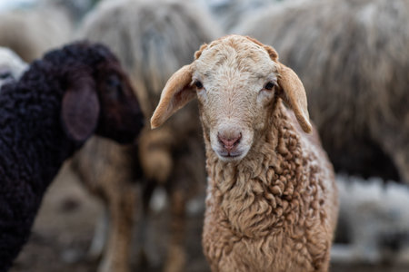Flock of sheep on the farm. Selective focus on sheep