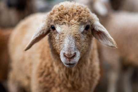 Sheep in the farm, selective focus, shallow depth of fieldの写真素材