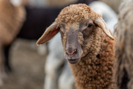 Sheep in the farm, close-up, shallow depth of field