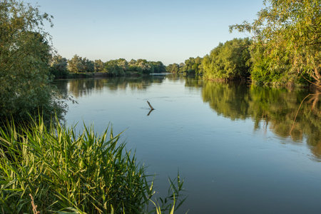 River landscape with trees and reeds at sunset in summer day. Landscape with beautiful and green...