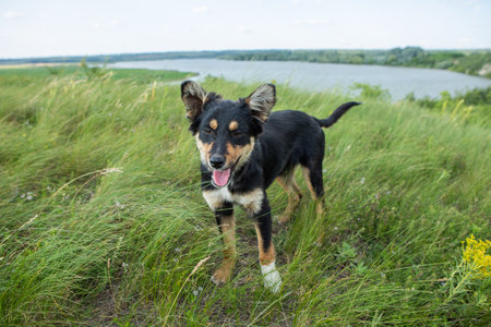 Happy dog in the field on the background of the river and grassの写真素材