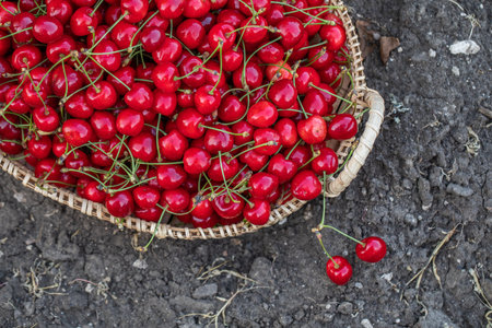 Ripe red cherries in a wicker basket on the groundの写真素材