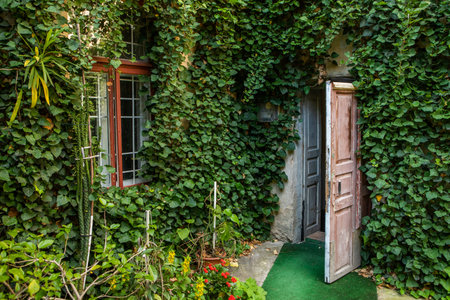 Wooden door and green ivy wall in the old house.の写真素材