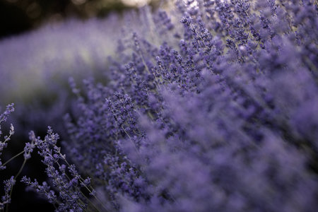 Lavender field at sunset, closeup of lavender flowersの写真素材