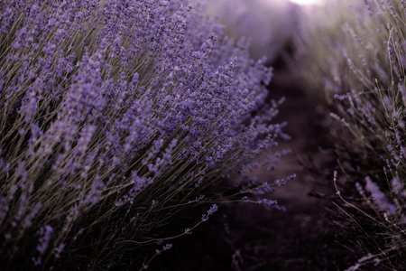 Lavender field at sunset in Provence, France.の写真素材