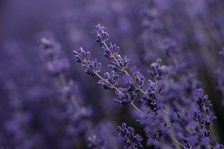 Lavender flowers blooming in a lavender field, close upの写真素材