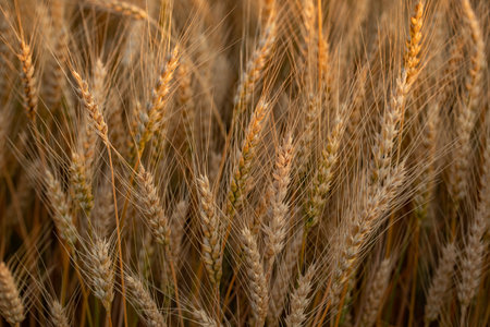 Wheat field. Ears of golden wheat close-up.の写真素材