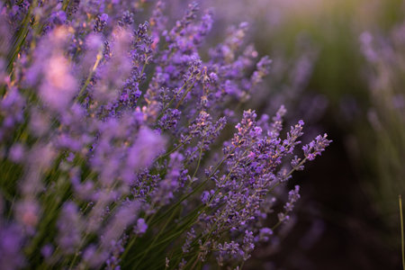 Lavender flowers blooming in the lavender field in summerの写真素材