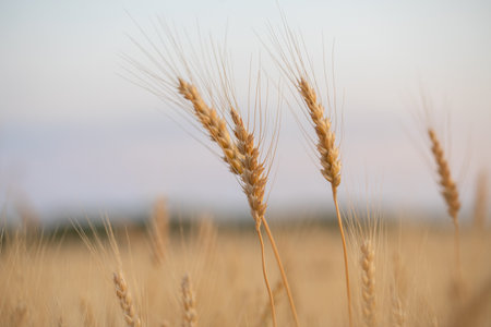 Ears of wheat in the field, shallow depth of field.の写真素材