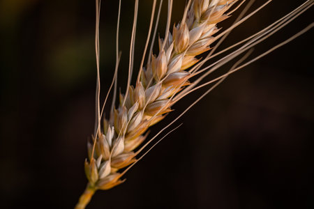 Ears of wheat on a dark background. Close-up.の写真素材