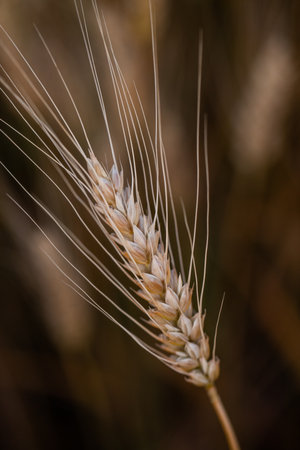 Ears of wheat in the field at sunset. Shallow depth of fieldの写真素材