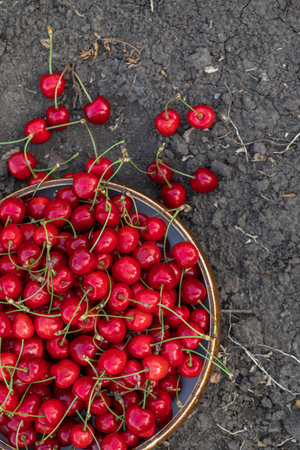 Cherries in a basket on the ground. Top view.の写真素材