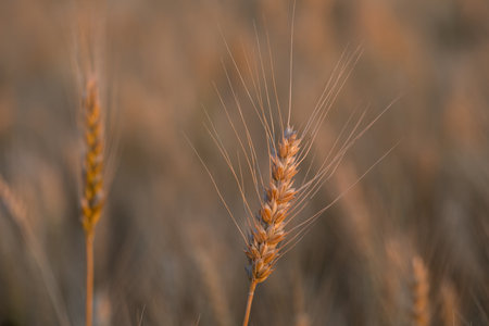 Close up of wheat ears in the field. Selective focus.の写真素材