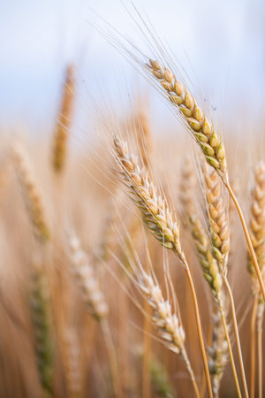 Ears of wheat on the field. Shallow depth of field.