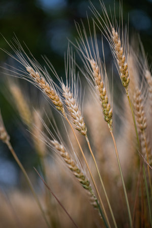 Ears of wheat in the field. Shallow depth of field.の写真素材