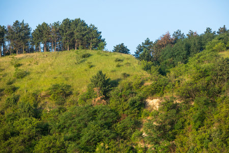 Pine trees growing on a hillside in the summer season.の写真素材