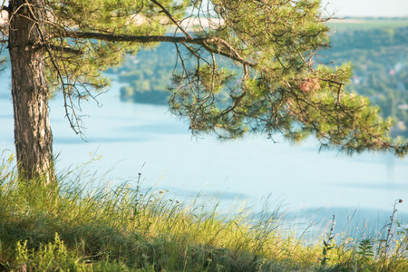 Pine trees on the shore of the lake in the summer.の写真素材
