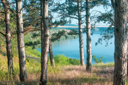 Pine trees on the shore of a lake in the forest.の写真素材