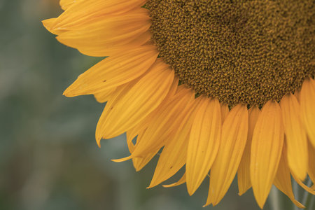 Close up of yellow sunflower in the field. Shallow depth of field.
