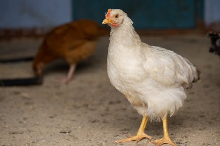 White hen in the henhouse, close-up, selective focusの写真素材