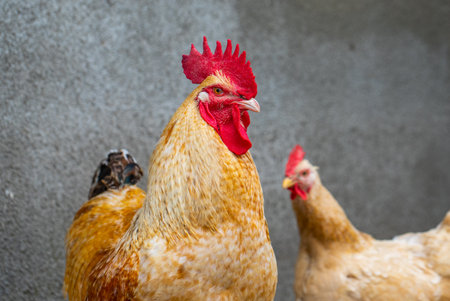 Rooster and chicken in the farm. Close-up. Selective focus.の写真素材