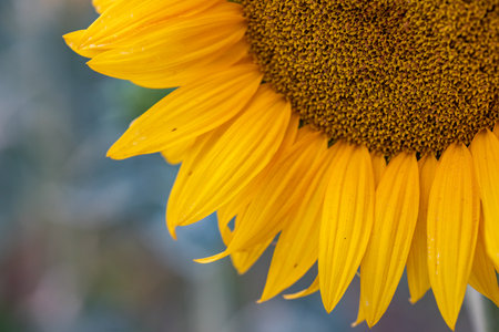 Close up of a sunflower on a field in the summer.の写真素材