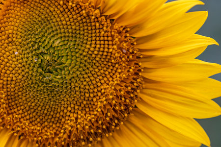 Close up of a sunflower on a sunny day. Macro.の写真素材