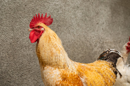 Rooster on the farm. Rooster in the village. Rooster in the village.の写真素材