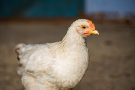 White hen on a farm, close-up, selective focus.