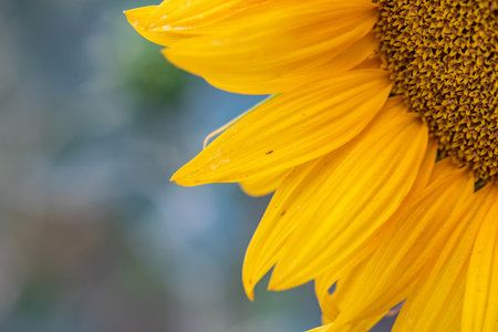 Close up of sunflower on blurred background, shallow depth of fieldの写真素材