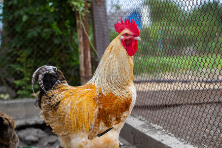 Rooster in the farm. Rooster on a poultry farm.の写真素材