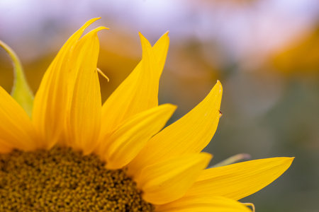 Close up of sunflower on blurred background. Sunflower blooming in the field.の写真素材