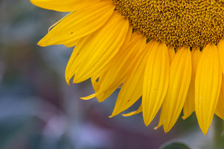 Close up of yellow sunflower blooming in the field with blurred backgroundの写真素材