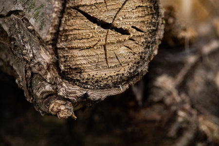 Wooden log in the forest, close-up, macro photographyの写真素材