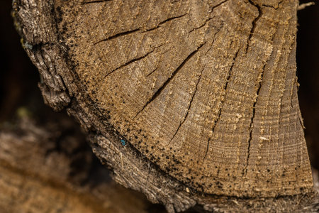 A close up shot of a tree stump with a fly in itの写真素材