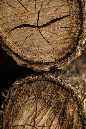 Wooden texture background. Close-up of a tree stump.の写真素材