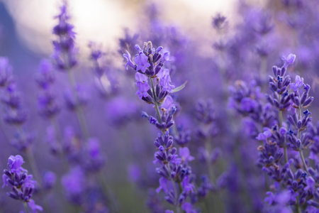 Lavender flowers blooming in a lavender field, close up
