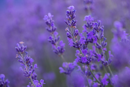 Lavender flowers blooming in Provence, France.