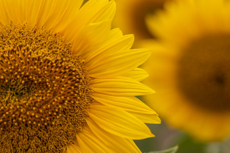 Close up of a sunflower in a field of sunflowersの写真素材