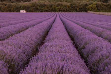 Lavender field in Provence, south of France.の写真素材