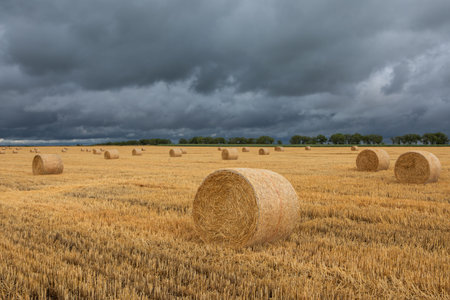 Hay bales in a wheat field after harvest under a cloudy skyの写真素材