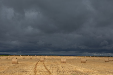 Straw bales in a field after harvest under dark stormy skyの写真素材