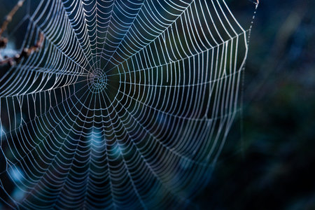 spider web in the morning dew close-up macro photo